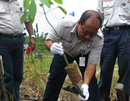 Deputy VP VICO Indonesia Sapto R Affan melepas kantong pembungkus bibit karet unggul PB-260 yang akan ditanam