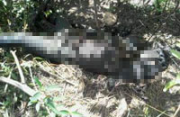 Mayat Noor ditemukan sekitar 500 meter dari lokasi penemuan mayat Budiman 