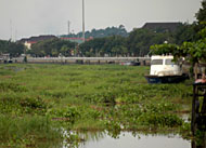 Sebagian gulma mulai tertahan di sepanjang turap tepian sungai Mahakam, Tenggarong
