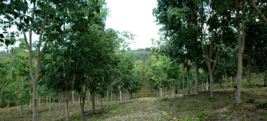 Banyak lahan di Kabupaten Kukar yang masih potensial untuk dikembangkan investor di sektor perkebunan maupun pertanian