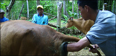 Masalah kesehatan reproduksi sapi pun menjadi perhatian dalam Program Pengabdian Masyarakat PPDH II 2007 FKH IPB di Kukar