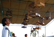 Seorang anggota dewan juri memperhatikan kicauan burung yang akan dinilai