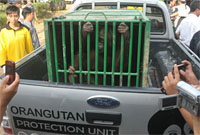 Tiga orangutan siap dibawa ke Taman Nasional Kutai