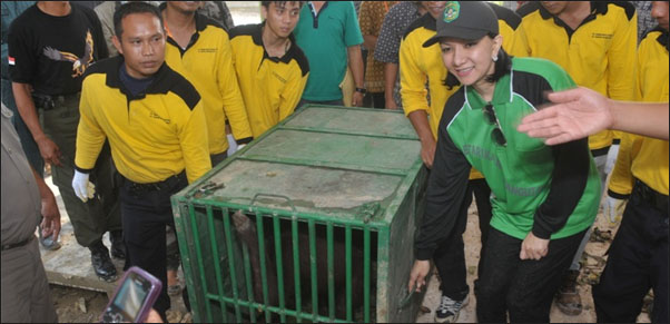 Bupati Kukar Rita Widyasari ikut mengangkat krangkeng orangutan untuk direlokasi ke kawasan TNK