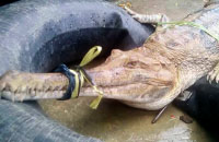 Warga mengikat mulut buaya sepit dengan tali agar tidak membahayakan orang lain