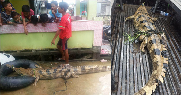 Penemuan buaya Sepit atau buaya Senyulong membuat geger warga dusun Lebaho Lais, RT 7 desa Jembayan Dalam, Loa Kulu