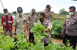 Kebun sayur-sayuran di Desa Sumber Sari turut dinilai tim dari Polda Kaltim
