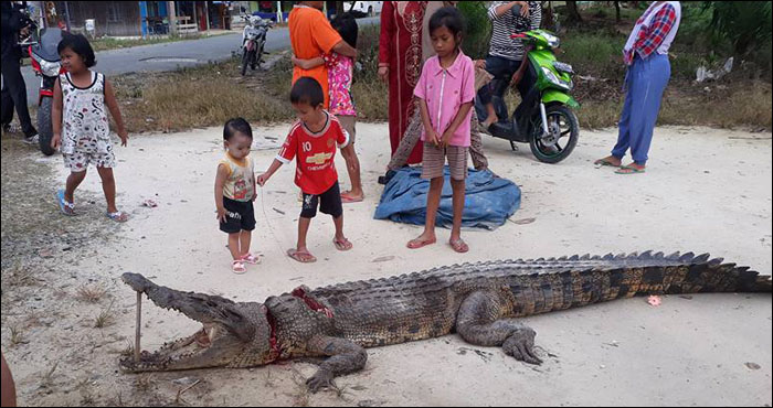 Bangkai buaya muara yang telah menyerang Hannasi menjadi tontonan warga desa Semangkok