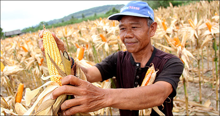 Hanya dalam waktu 3 bulan setelah ditanam, petani sudah bisa memanen jagung hibrida jenis NaSa 29