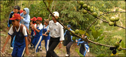 Sejumlah siswa SDN 003 Muara Badak saat mengunjungi kebun kopi milik pak Kosim dalam Wisata Comdev VICO Indonesia, Sabtu (17/10) kemarin