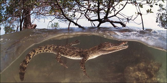 Ilustrasi buaya muara (Crocodylus porosus) yang mengintai dari dalam air 