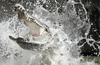 Ilustrasi serangan buaya muara yang sangat berbahaya