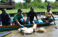 Petugas dan warga Kota Bangun saat mengevakuasi jasad Ririn yang ditemukan tanpa kepala di perairan sungai Mahakam, Selasa (04/08) lalu
