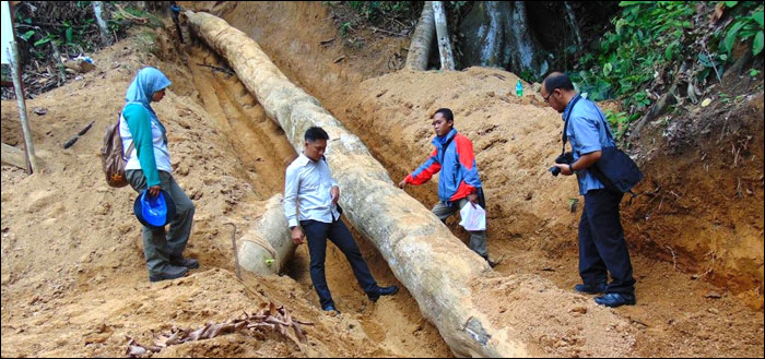 Tim gabungan dari IAGI Kaltim dan Balai Pelestarian Cagar Budaya Wilayah Kalimantan saat melakukan pengukuran dan penelitian fosil pohon ulin di Loa Janan 