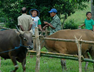 Pasar Hewan di Loa Kulu siap memenuhi kebutuhan sapi potong untuk keperluan hewan qurban dan kebutuhan lainnya
