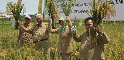 Gubernur Awang Faroek didampingi Bupati Rita Widyasari dan Sekkab Haryanto Bachroel saat melakukan panen padi di lokasi uji coba Display Penas
