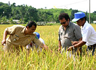 Camat Tenggarong HM Gufron Yusuf bersama Assisten II Haryanto Bachroel ketika akan melakukan pemotongan padi