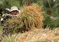 Produksi gabah di Kukar mengalami peningkatan pada musim tanam kali ini, sehingga Kukar dijamin bebas dari krisis beras