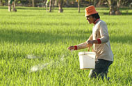 Seorang petani di Tenggarong tengah menyebar pupuk di sawah miliknya sore tadi. Serangan hama wereng yang melanda sentra produksi padi di Kukar saat ini patut diwaspadai para petani