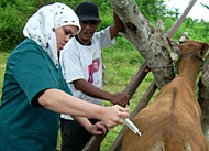 Salah seorang mahasiswi FKH IPB melakukan vaksinasi terhadap sapi