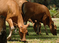 Sapi milik peternak di Kecamatan Samboja yang dilepas bebas. Dengan sistem terpadu, sapi tidak perlu lagi berkeliaran mencari makan