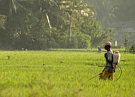 Seorang petani di Kecamatan Loa Kulu ketika menyemprotkan pestisida bantuan Pemkab Kukar ke sawahnya