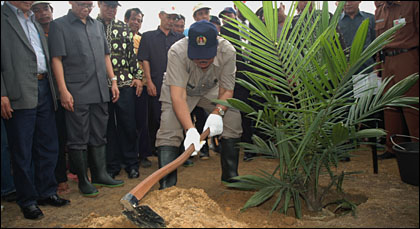 Bupati Kukar H Syaukani HR saat melakukan penanaman sawit perdana di desa Muara Leka, Kecamatan Muara Muntai, tadi siang