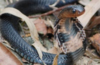 Ular kobra merupakan ular berbisa yang sangat berbahaya. Seorang pawang ular ditemukan tewas di Tenggarong setelah digigit ular kobra peliharaannya